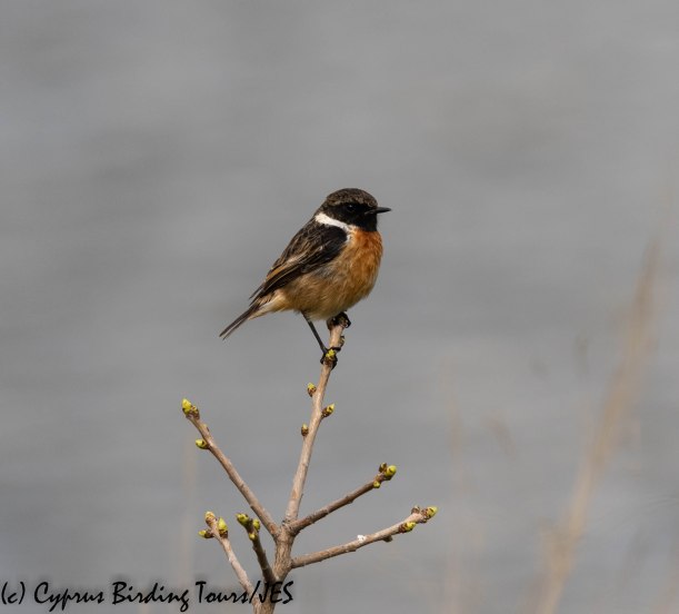 european stonechat, germasogeia, 29th january 2019 (1 of 1)