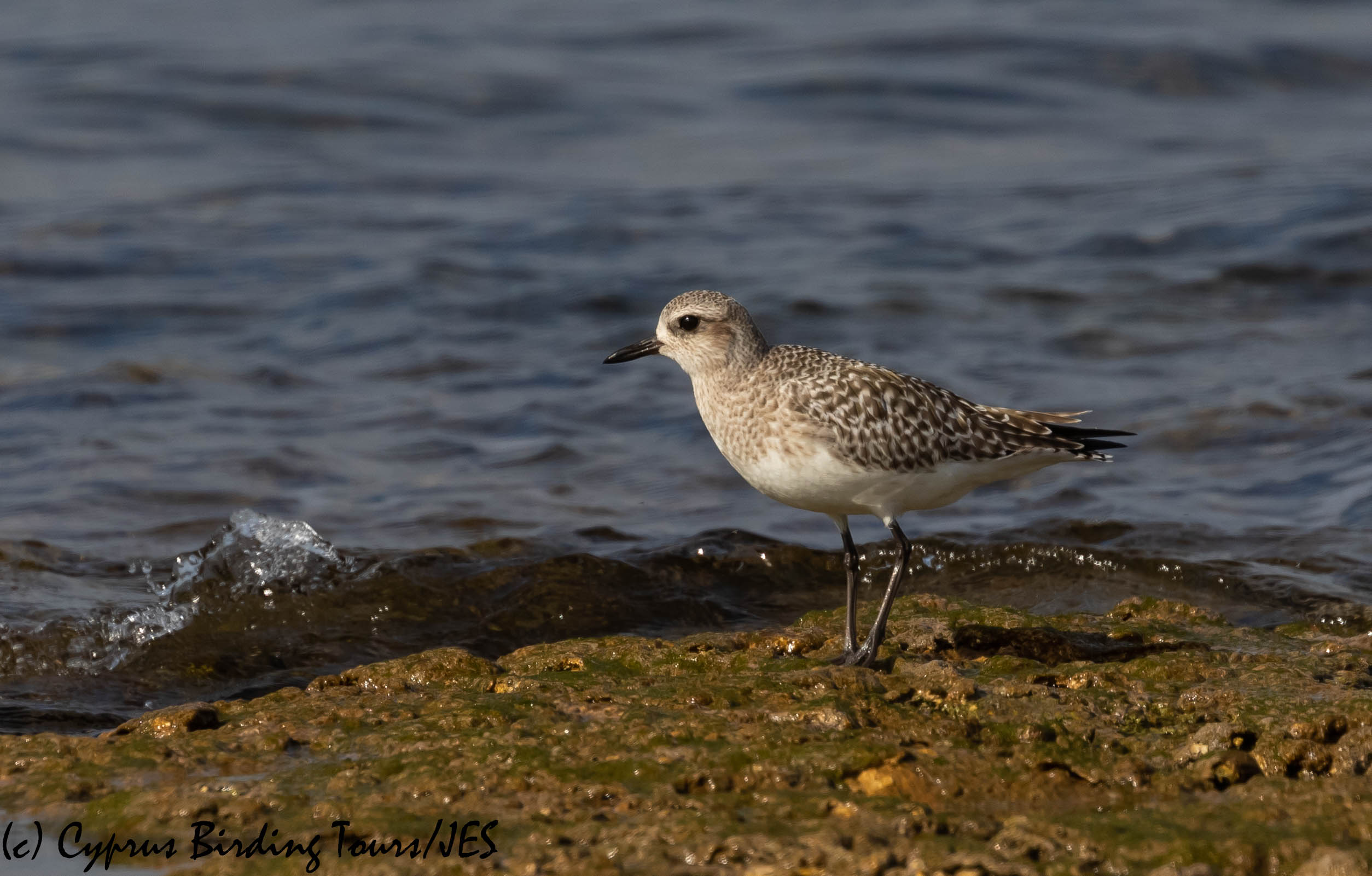 Grey Plover, Agia Trias, 18th January 2019 (c) Cyprus Birding Tours