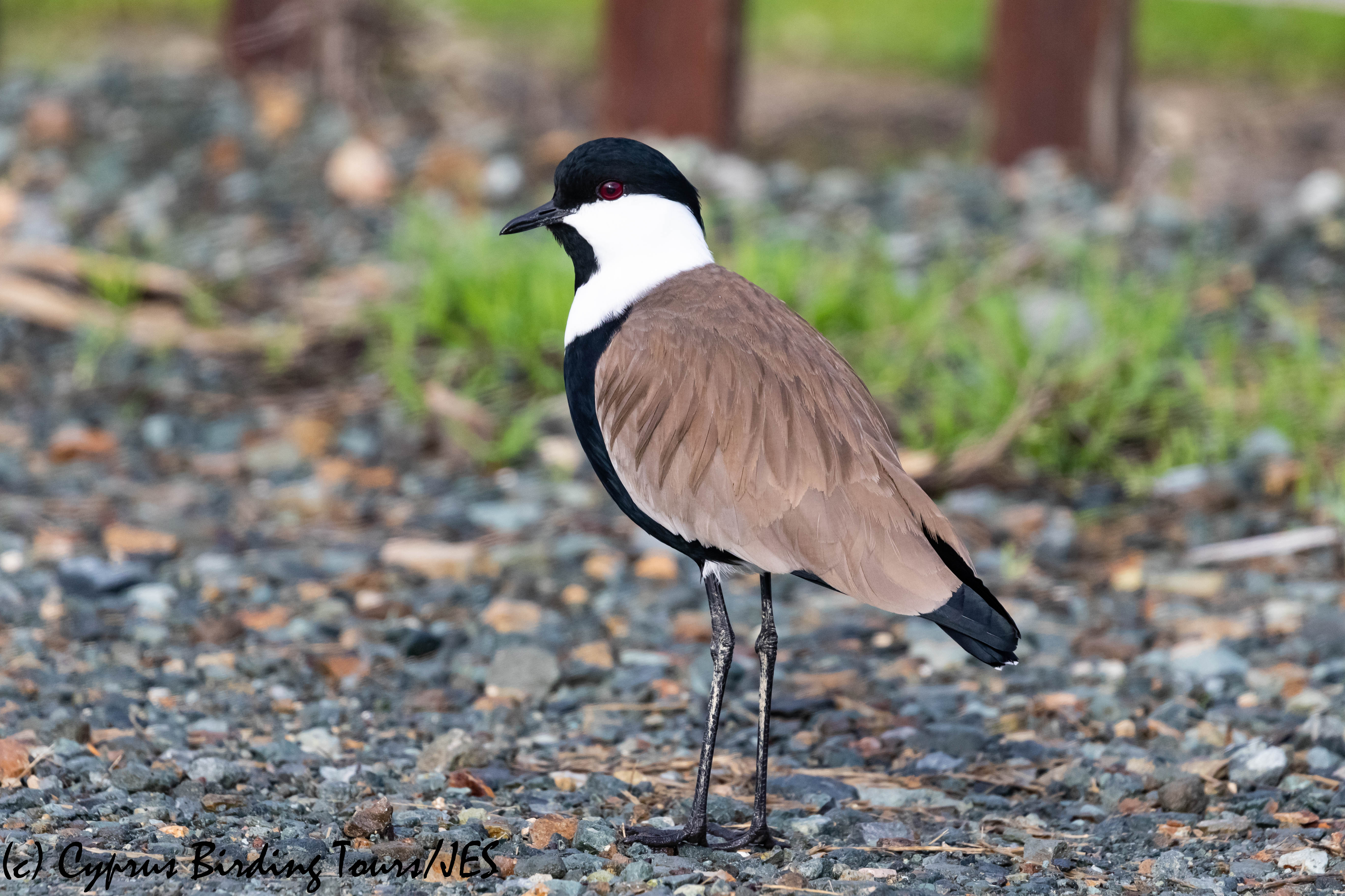 Spur-winged Lapwing, Oroklini Marsh, 5th January 2019 (c) Cyprus Birding Tours