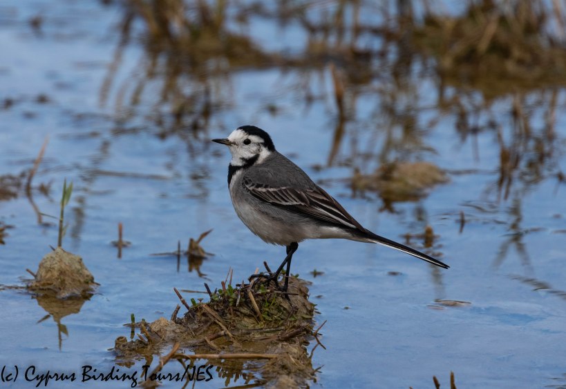 White Wagtail, Oroklini Marsh, 5th January 2019 (c) Cyprus Birding Tours