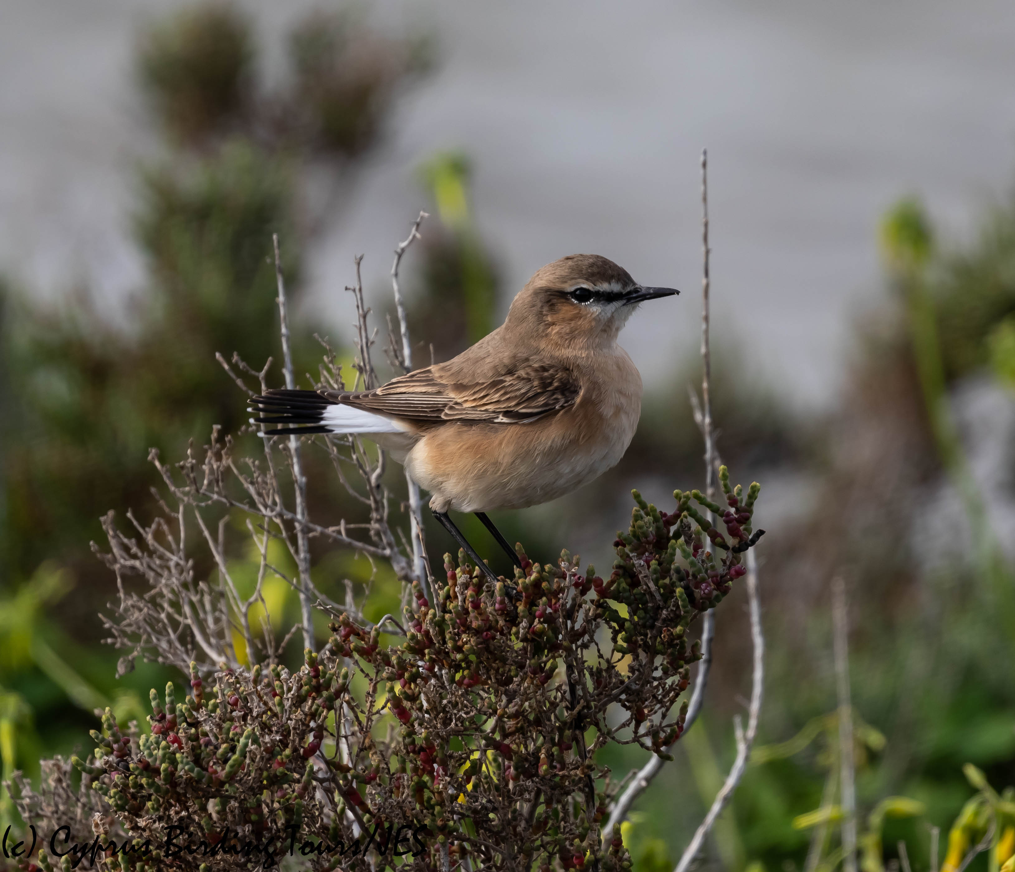Isabelline Wheatear, Spiros Pool, 7th February 2019 (c) Cyprus Birding Tours