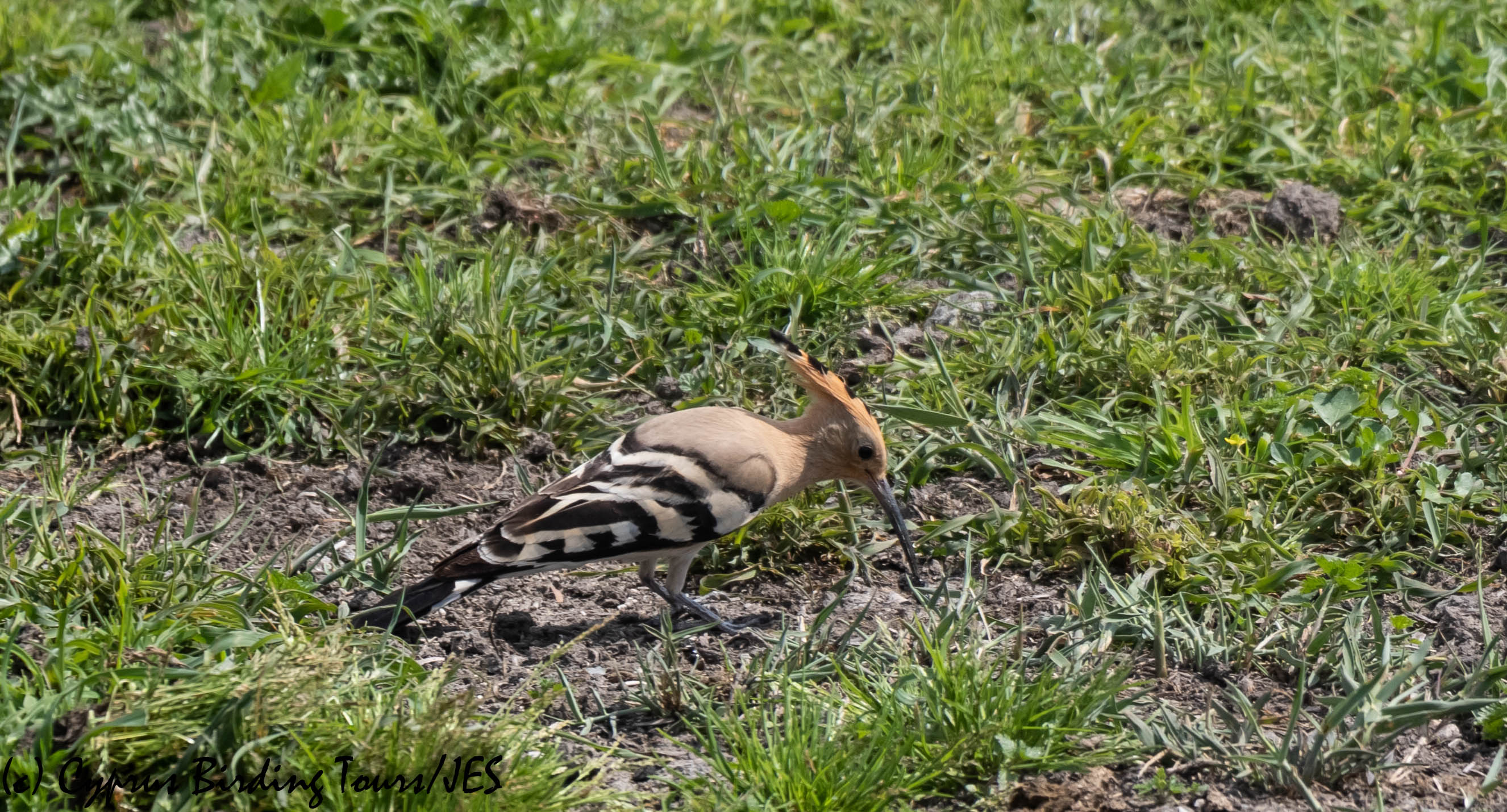 Common Hoopoe, Phasouri 24th March 2019 (c) Cyprus Birding Tours