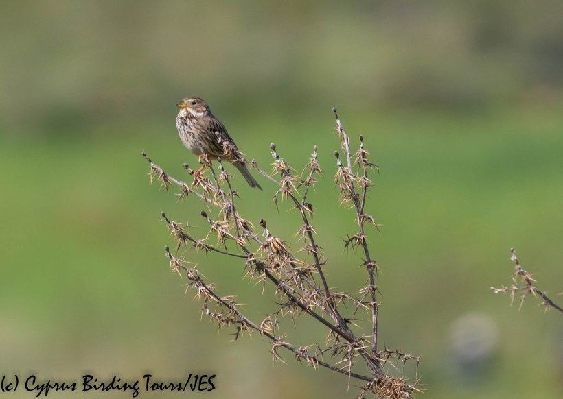 Corn Bunting, Anarita Park 23rd March 2019 (c) Cyprus Birding Tours