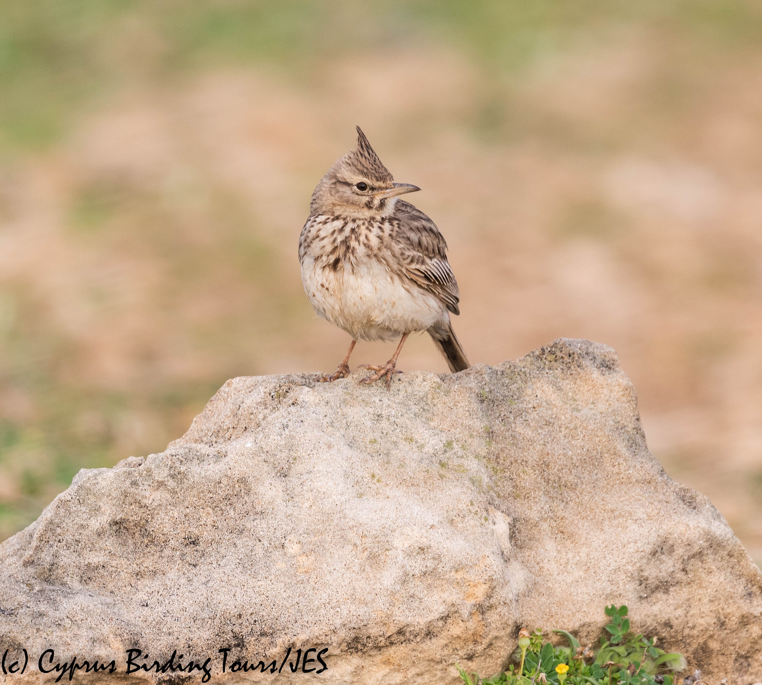 Crested Lark, Paphos 20th March 2019 (c) Cyprus Birding Tours