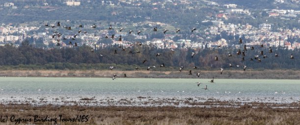 Demoiselle Crane 3, Akrotiri Salt Lake 16th March 2019 (c) Cyprus Birding Tours