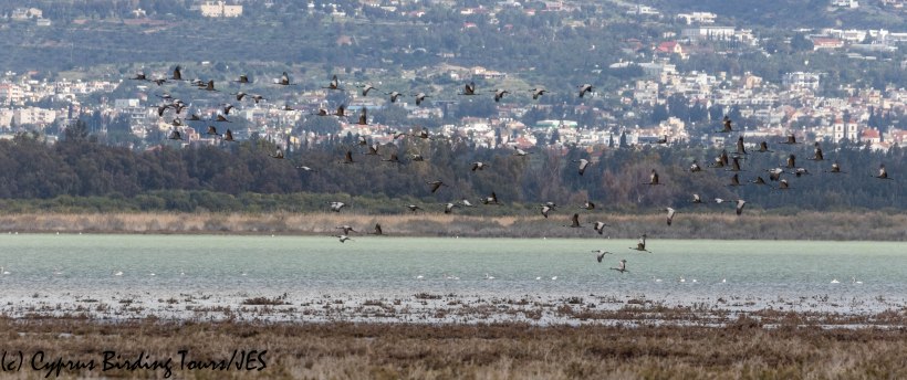 Demoiselle Crane 3, Akrotiri Salt Lake 16th March 2019 (c) Cyprus Birding Tours