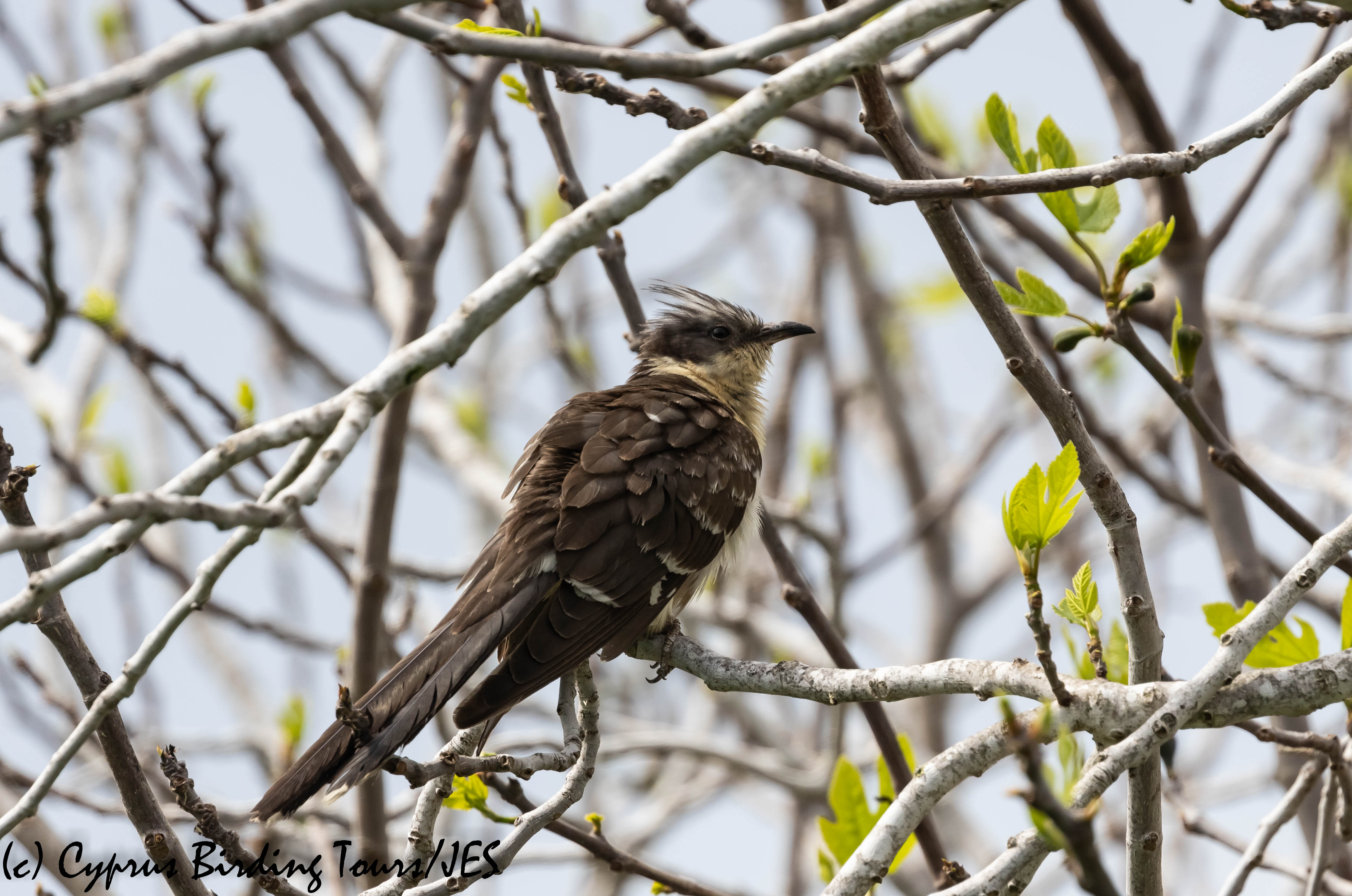 Great Spotted Cuckoo, Phasouri, 16th March 2019 (c) Cyprus Birding Tours
