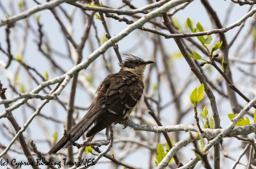 Great Spotted Cuckoo, Phasouri, 16th March 2019 (c) Cyprus Birding Tours