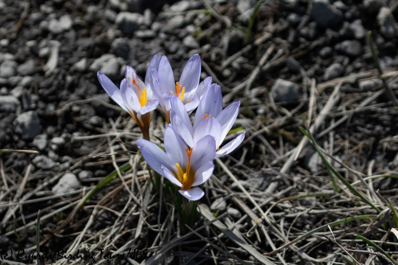 Crocus Troodos 21st March 2019 (C) Cyprus Birding Tours