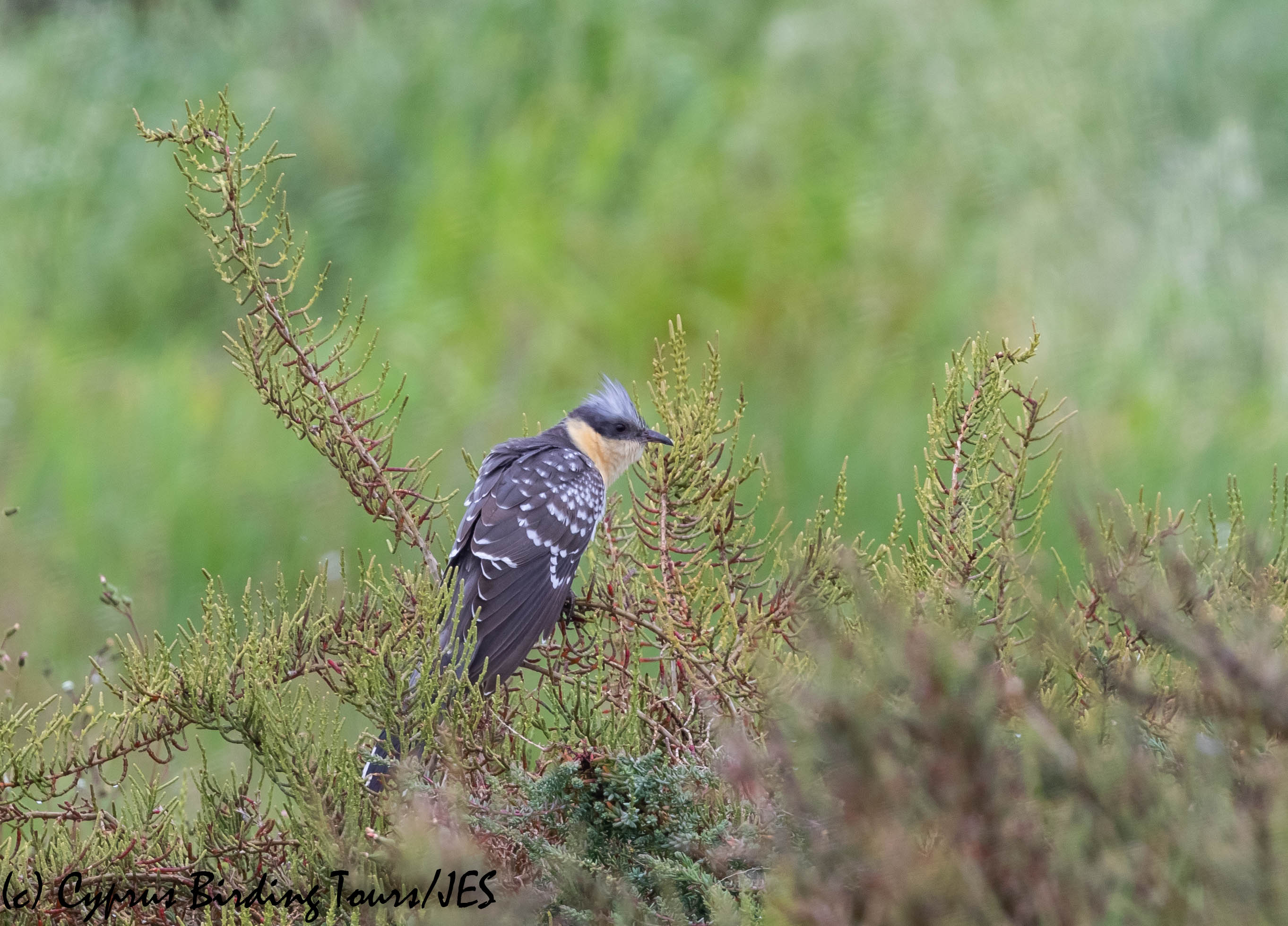 Great Spotted Cuckoo, Spiros Pool, 15th March 2019 (c) Cyprus Birding Tours