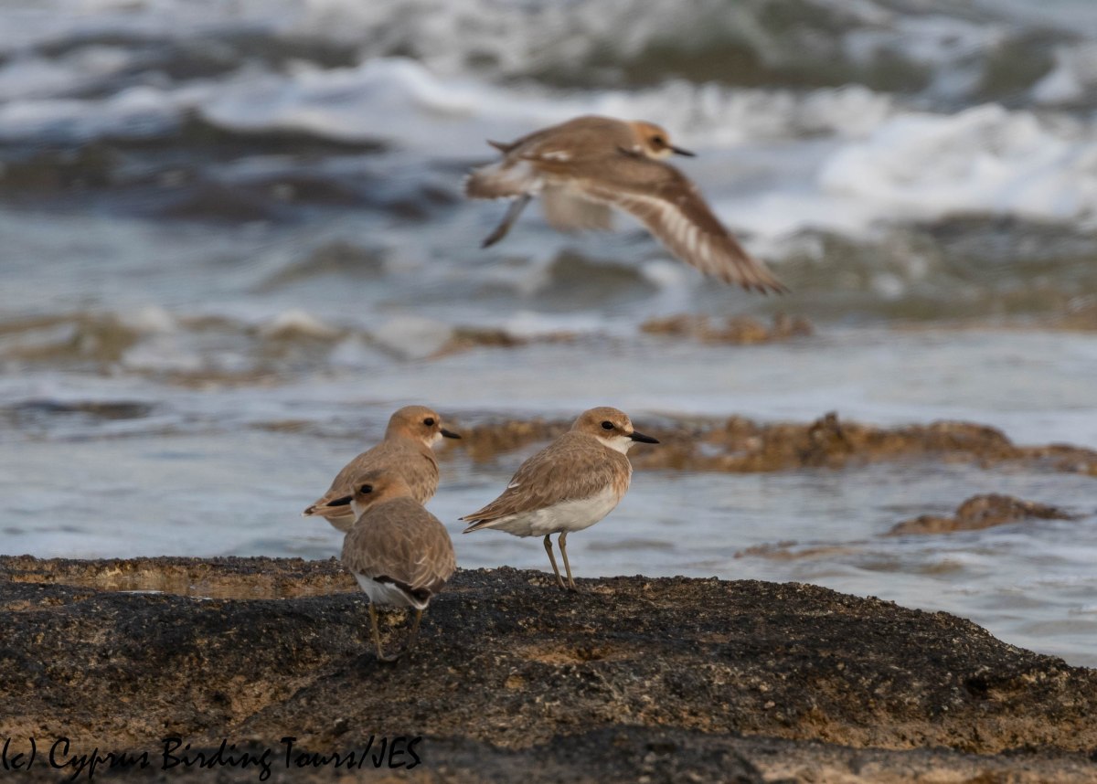 Greater Sandplover, Agia Thekla 13th March 2019 (c) Cyprus Birding Tours