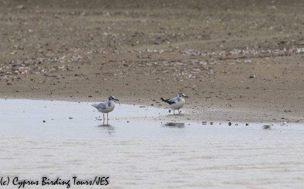 Little Gull, Spiros Pool 15th March 2019 (c) Cyprus Birding Tours