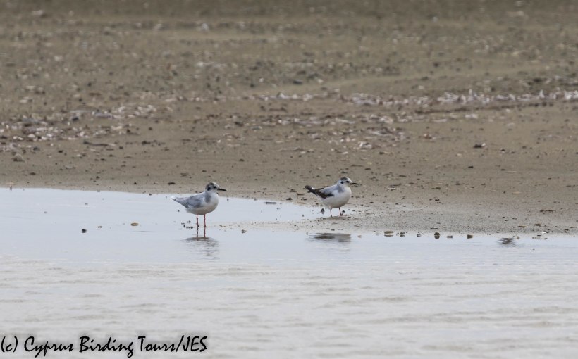 Little Gull, Spiros Pool 15th March 2019 (c) Cyprus Birding Tours