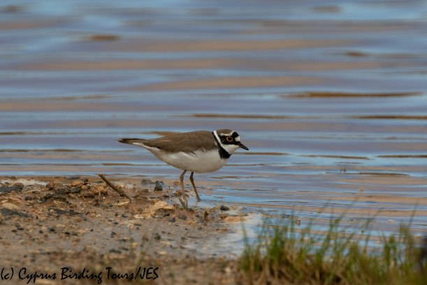 Little Ringed Plover, Phasouri, 16th March 2019 (c) Cyprus Birding Tours