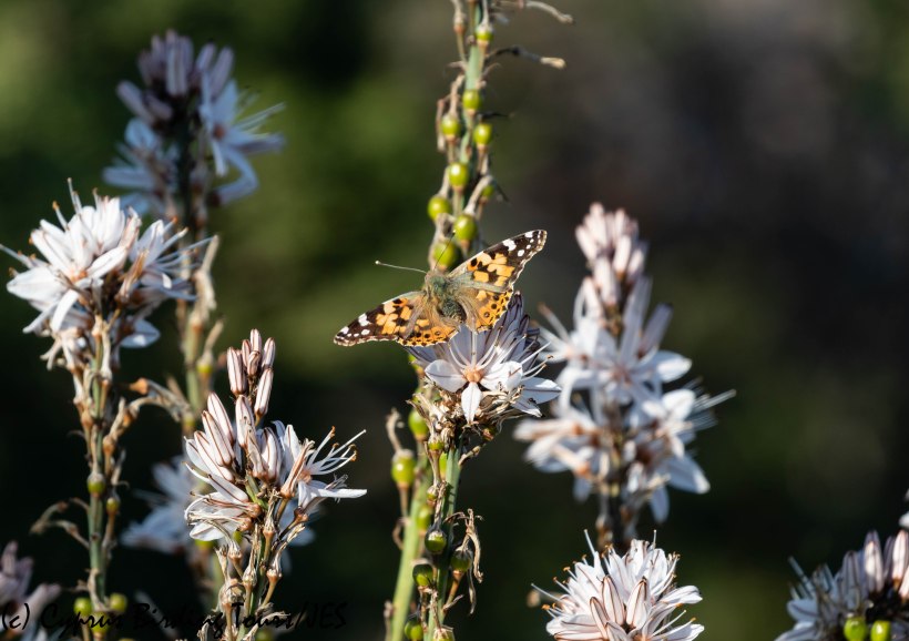 Painted Lady Baths of Aphrodite 22nd March 2019 (c) Cyprus Birding Tours