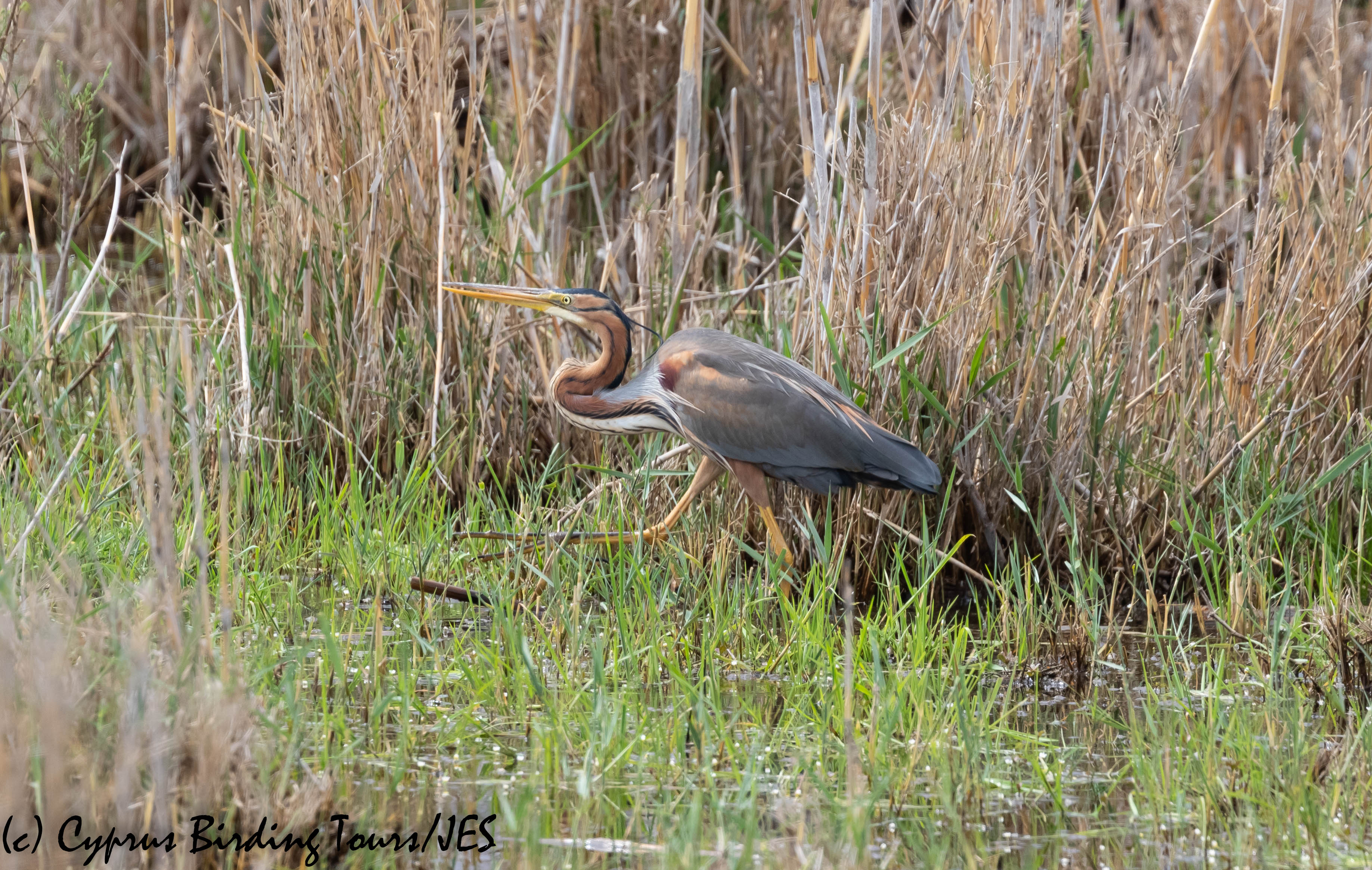 Purple Heron, Phasouri, 16th March 2019 (c) Cyprus Birding Tours