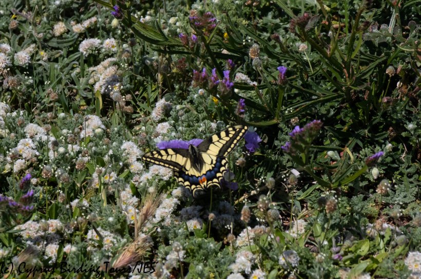 Swallowtail, Timi beach 25th March 2019 (c) Cyprus Birding Tours
