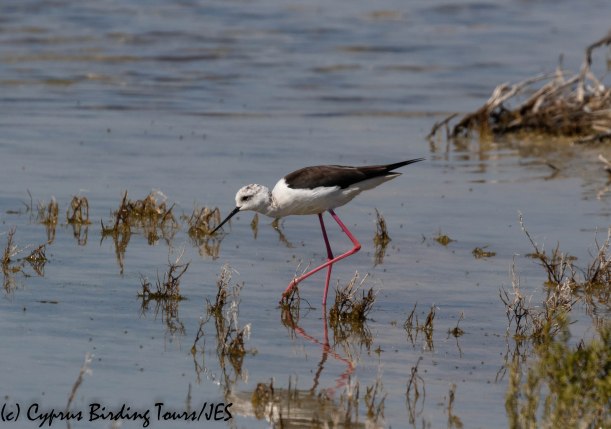 Black-winged Stilt, Spiros Pool, 18th April 2019 (c) Cyprus Birding Tours