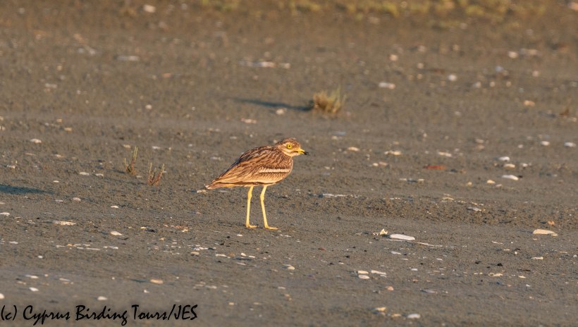 Eurasian Stone Curlew, Larnaca 19th April 2019 (c) Cyprus Birding Tours
