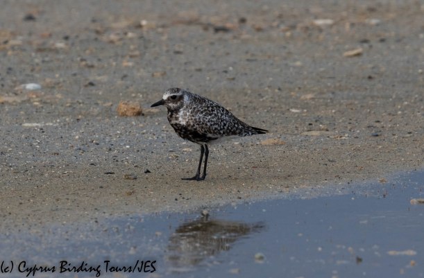 Grey Plover, Spiros Pool, 18th April 2019 (c) Cyprus Birding Tours