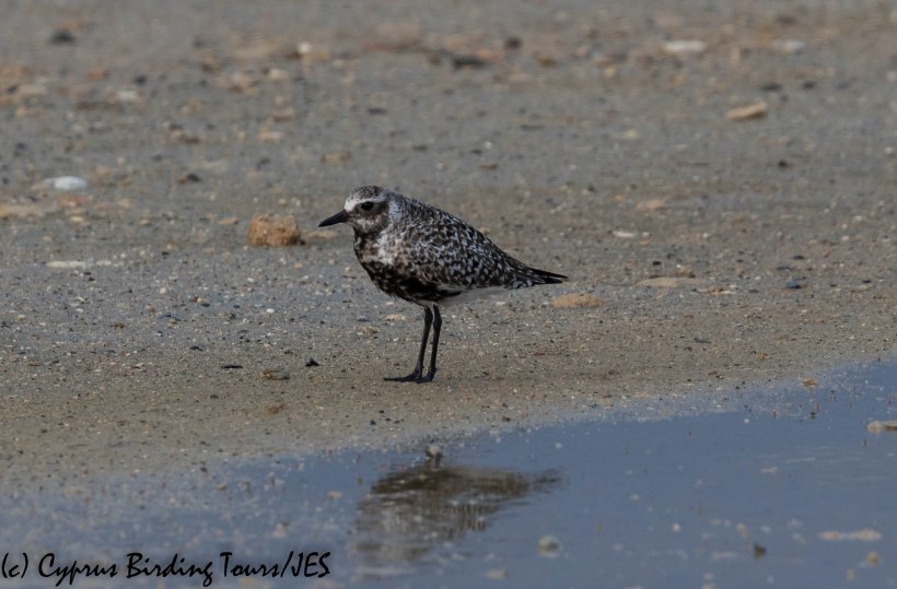 Grey Plover, Spiros Pool, 18th April 2019 (c) Cyprus Birding Tours
