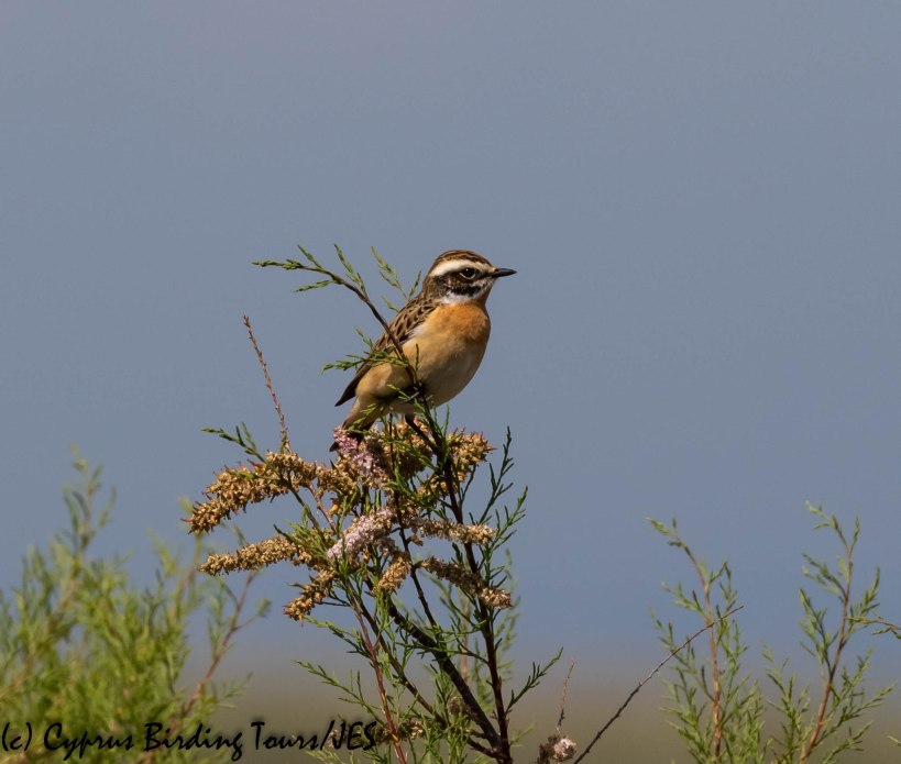 Whinchat, Spiros Pool 8th April 2019 (c) Cyprus Birding Tours