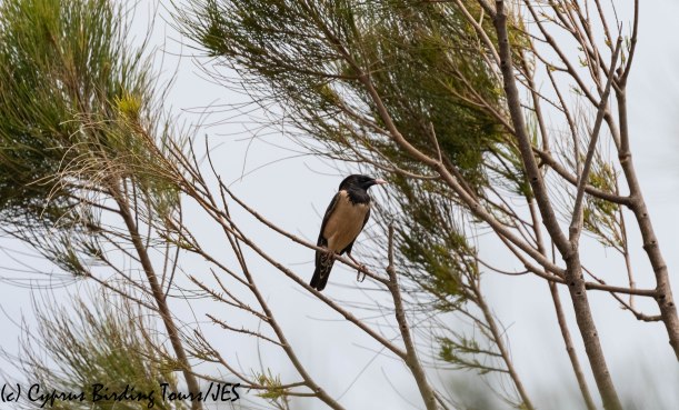 Rose-coloured Starling, Akrotiri 24th May 2019 (c) Cyprus Birding Tours