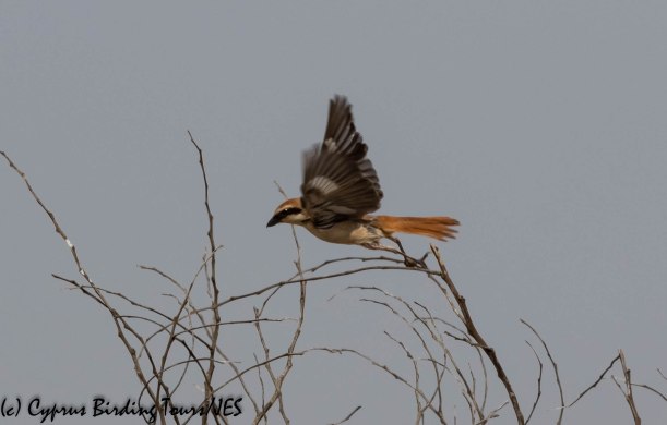 Turkestan (Red-tailed) Shrike, Larnaca, 22nd May 2019 (c) Cyprus Birding Tours