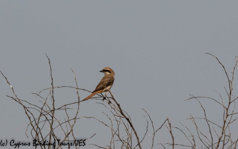 Turkestan Shrike, Larnaca, 22nd May 2019 (c) Cyprus Birding Tours