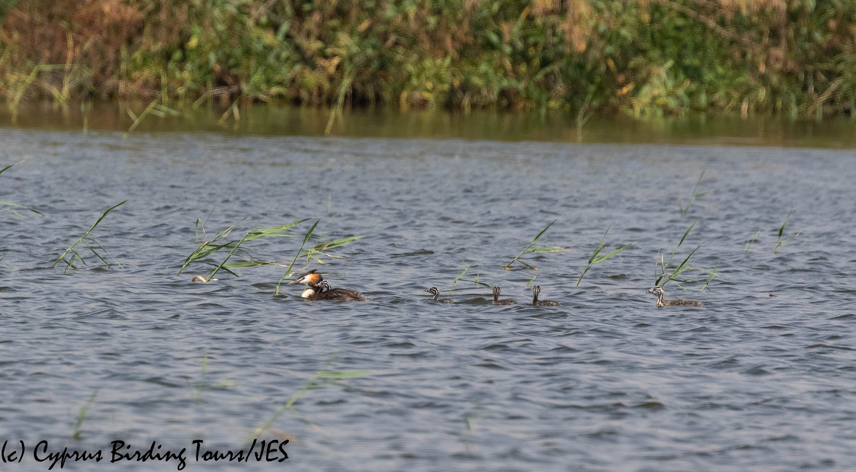 Great Crested Grebe family 10th June 2019 (c) Cyprus Birding Tours