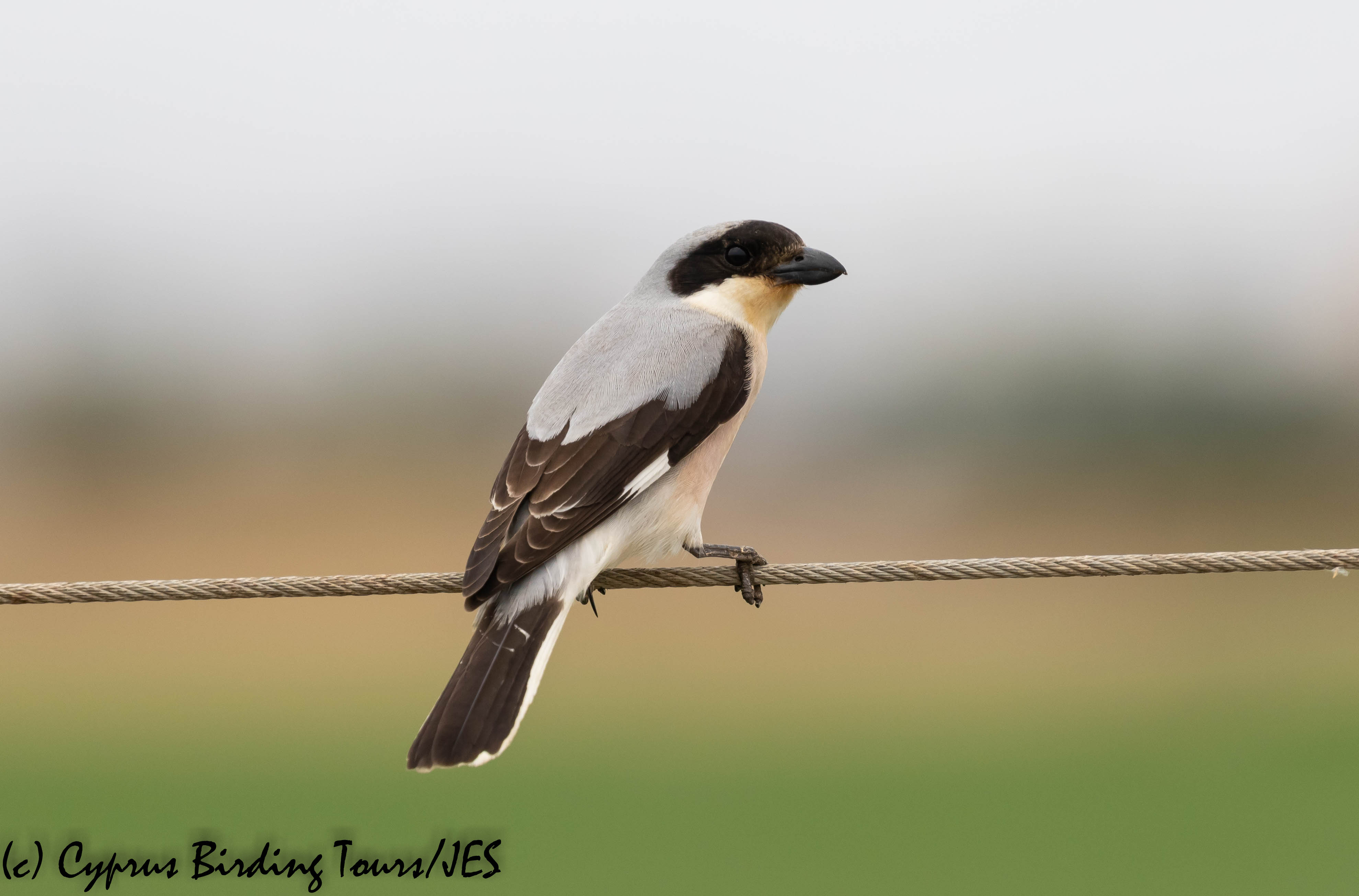 Lesser Grey Shrike, Pervolia 4th June 2019 (c) Cyprus Birding Tours