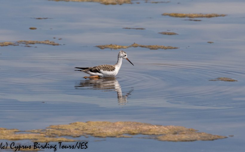 Black-winged Stilt chick, Larnaca 3rd July 2019 (c) Cyprus Birding Tours