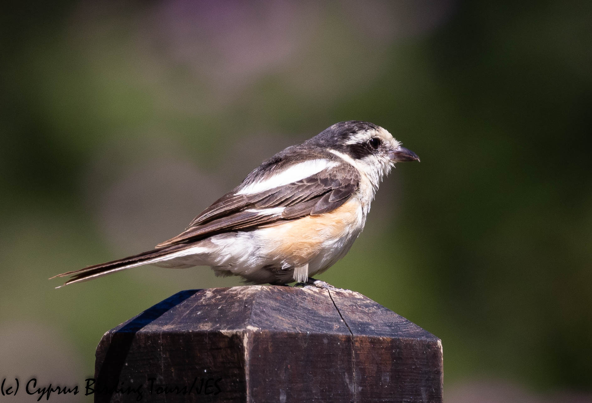 Masked Shrike, Troodos 2nd July 2019 (c) Cyprus Birding Tours