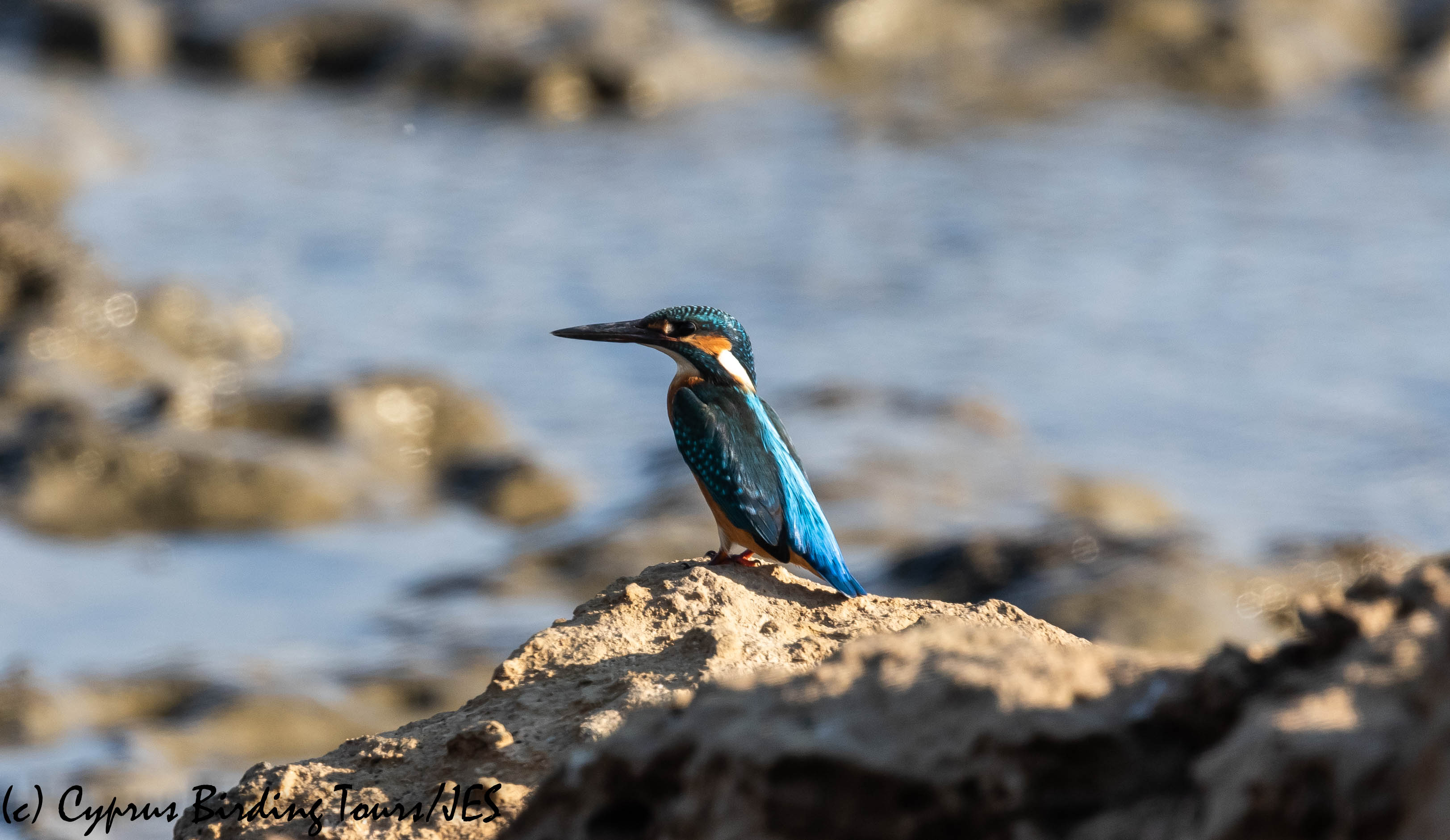 Common Kingfisher, Larnaca, 24th August 2019 (c) Cyprus Birding Tours