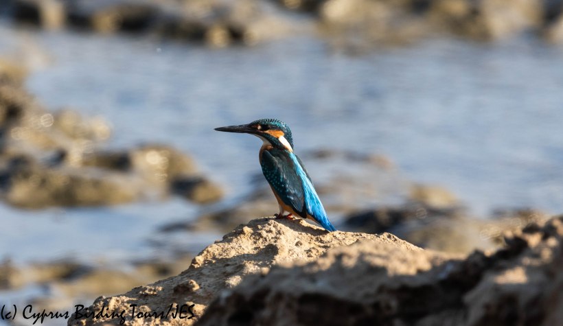Common Kingfisher, Larnaca, 24th August 2019 (c) Cyprus Birding Tours