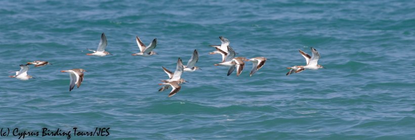 Common Redshank, Polis Chrysochou Bay, 26th August 2019 (c) Cyprus Birding Tours