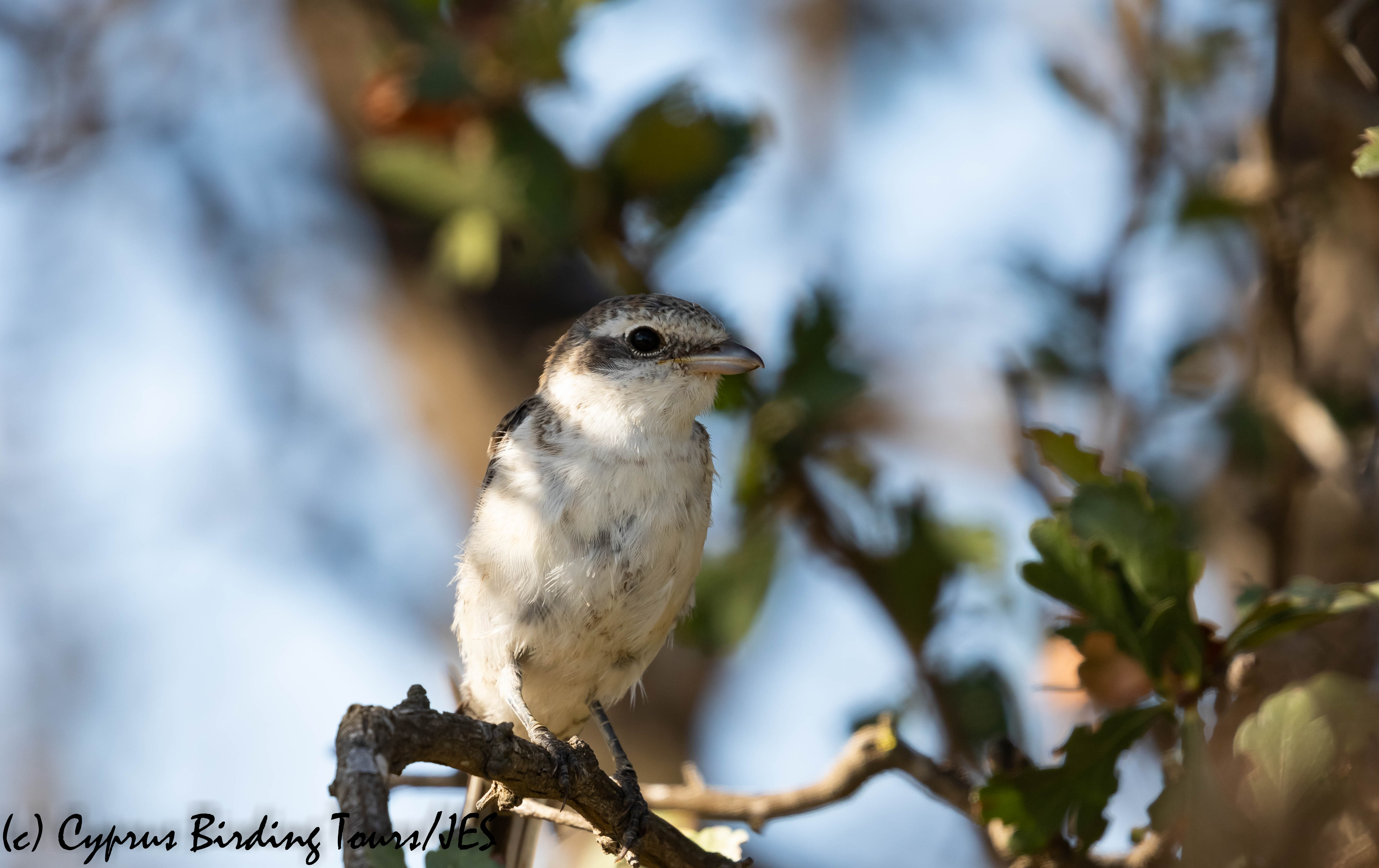 Masked Shrike juvenile, Larnaca 10th August 2019 (c) Cyprus Birding Tours