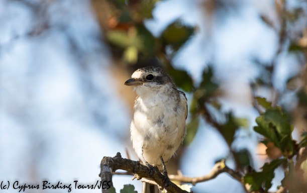 Masked Shrike juv 2, Larnaca 10th August 2019