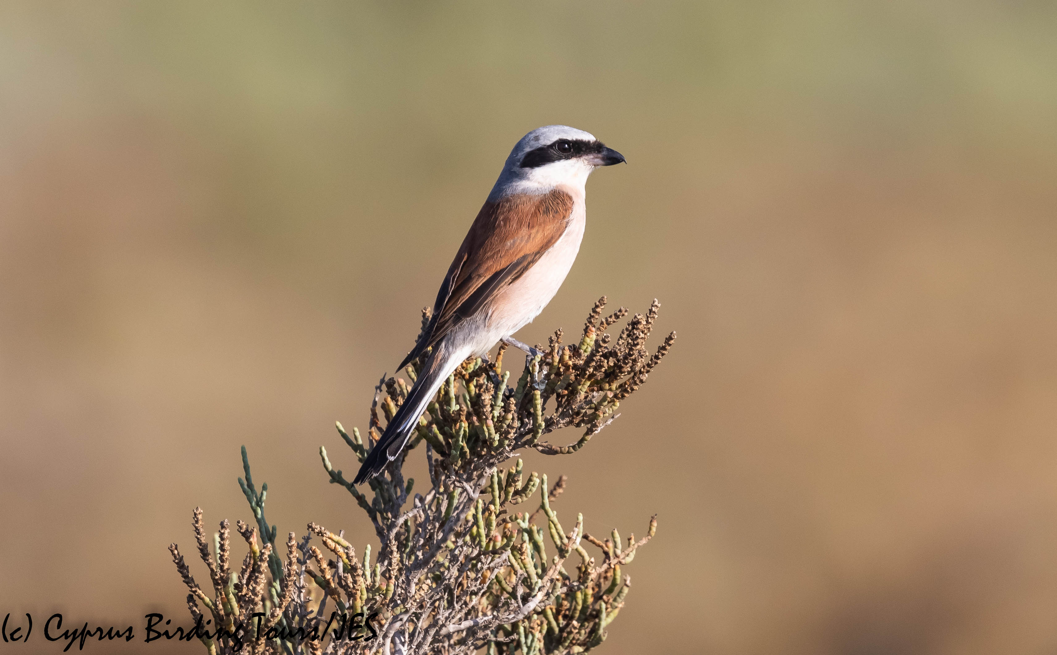 Red-backed Shrike, Spiros Pool 28th August 2019 (c) Cyprus Birding Tours