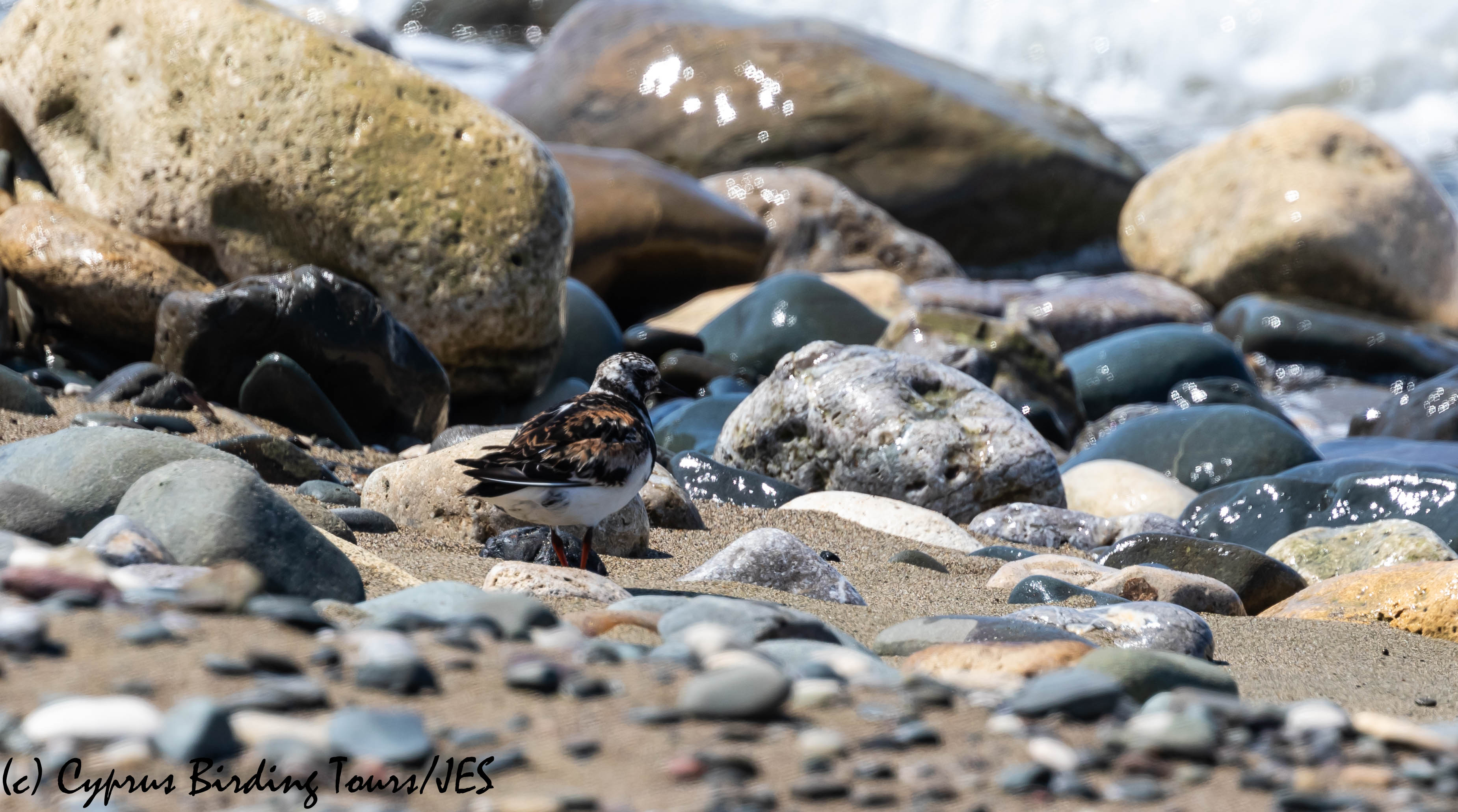 Ruddy Turnstone, Polis Chrysochou Bay, 26th August 2019 (c) Cyprus Birding Tours