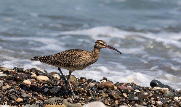 Whimbrel, Polis Chrysochou 13th August 2019 (c) Cyprus Birding Tours