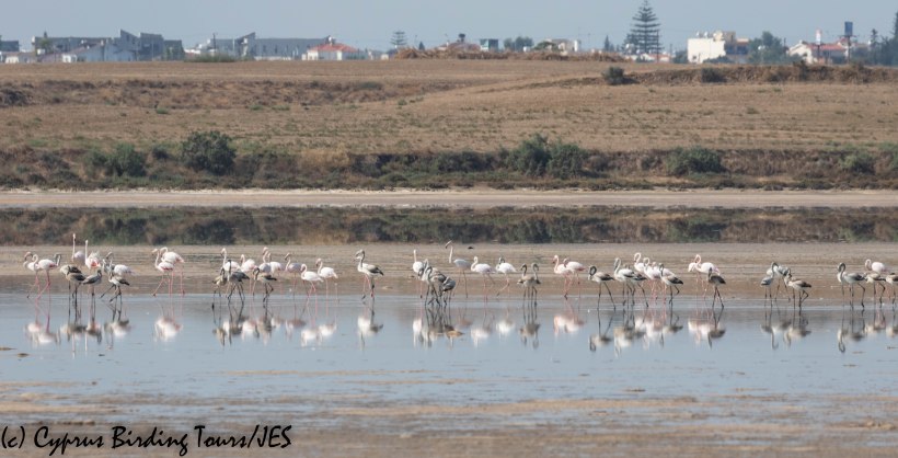 Greater Flamingo, Larnaca Salt Lake 16th September 2019 (c) Cyprus Birding Tours