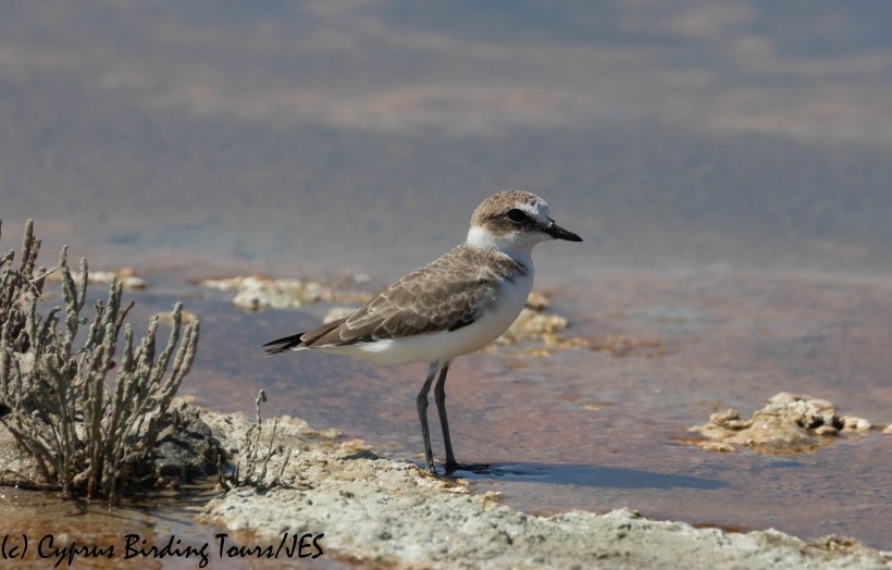 Kentish Plover, Lady's Mile 13th September 2019 (c) Cyprus Birding Tours