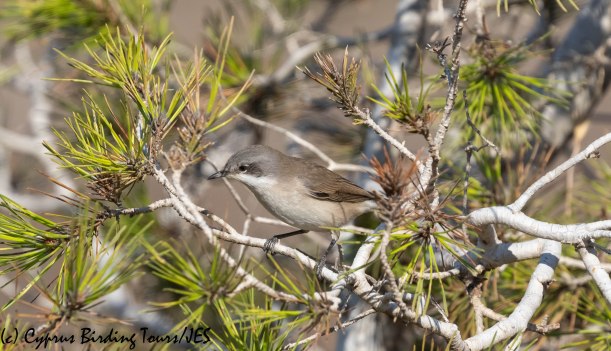 Lesser Whitethroat, Cape Greco 2nd September 2019 (c) Cyprus Birding Tours