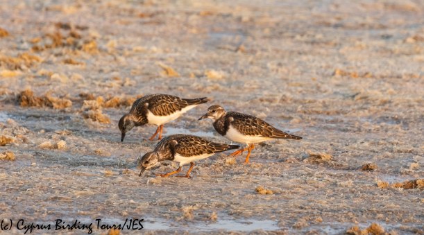 Ruddy Turnstone, Meneou Pool, 16th September 2019 (c) Cyprus Birding Tours