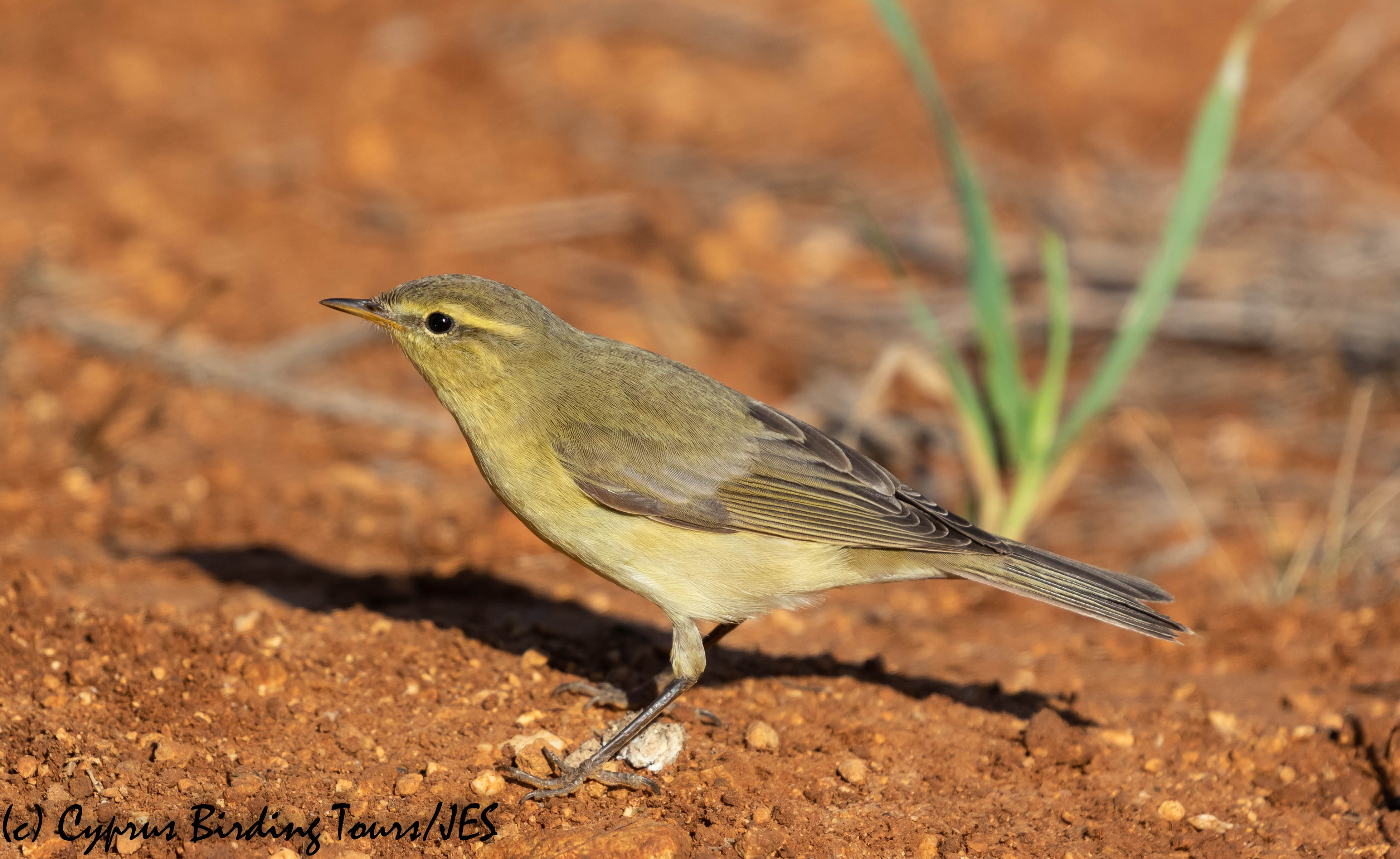 Willow Warbler, Cape Greco 2nd September 2019 (c) Cyprus Birding Tours