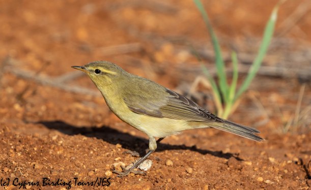 Willow Warbler, Cape Greco 2nd September 2019 (c) Cyprus Birding Tours