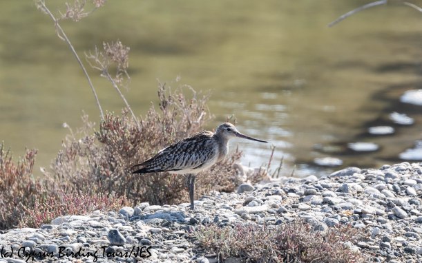 Bar-tailed Godwit, Akrotiri 19th October 2019 (c) Cyprus Birding Tours