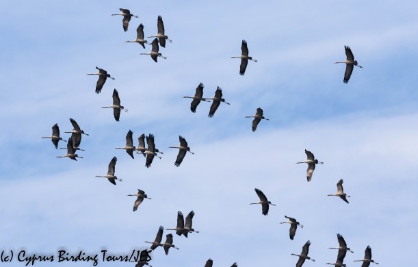 Common Crane, Meneou 25th October 2019 (c) Cyprus Birding Tours