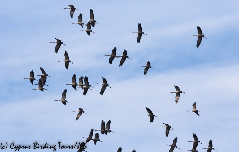 Common Crane, Meneou 25th October 2019 (c) Cyprus Birding Tours